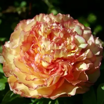 Пион ЗОЛОТАЯ РОССЫПЬ древовидный в Кобрине