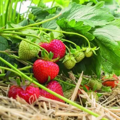 Клубника ЭЛЬСАНТА в Кобрине