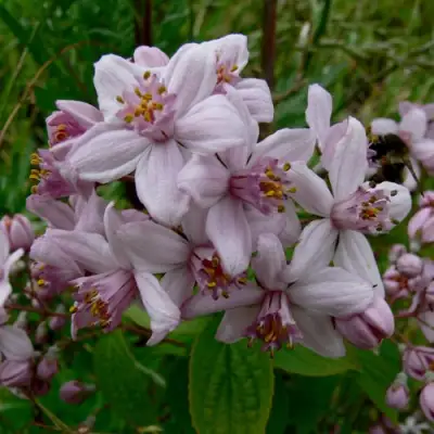 Дейция МОУНТ РОУЗ в Кобрине