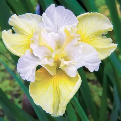 Ирис ЙЕЛЛОУ ТЕЙЛ сибирский в Кобрине