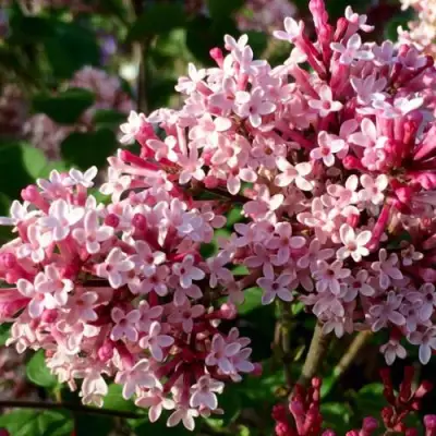 Сирень РЕД ПИКСИ в Кобрине