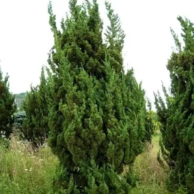 Можжевельник КАЙЗУКА китайский в Кобрине