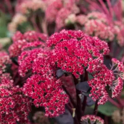 Очиток (седум) РЕД КАУЛИ в Кобрине