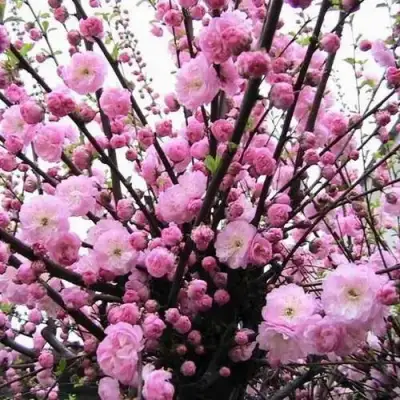 Миндаль ТРЁХЛОПАСТНЫЙ (луизеания) в Кобрине