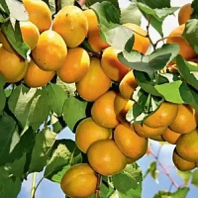 Абрикос БРЯНСКИЙ РАННИЙ в Кобрине
