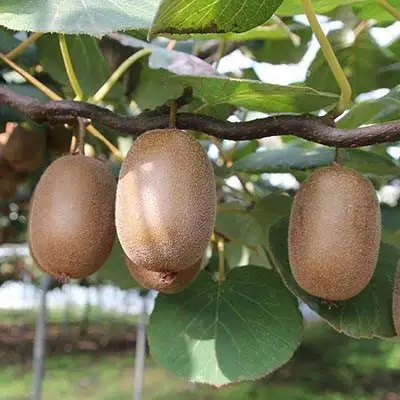 Актинидия ЗАКАРПАТЬЕ киви в Кобрине