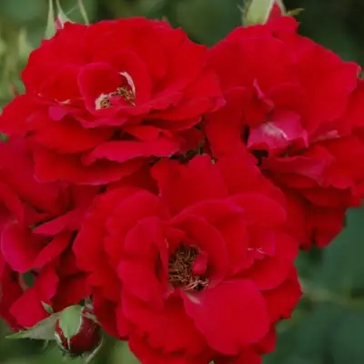 Роза ЧАМПЛЕЙН флорибунда в Кобрине