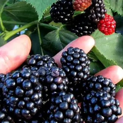 Ежевика ЭВЕРГРИН бесшипная  в Кобрине