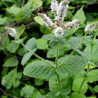 Мята яблочная в Кобрине