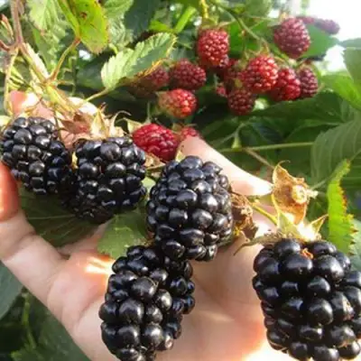 Ежевика НАВАХО бесшипная  в Кобрине