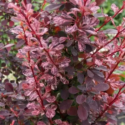 Барбарис РОУЗ ГЛОУ тунберга в Кобрине