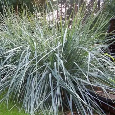 Элимус БЛЮ ДЮН песчаный в Кобрине