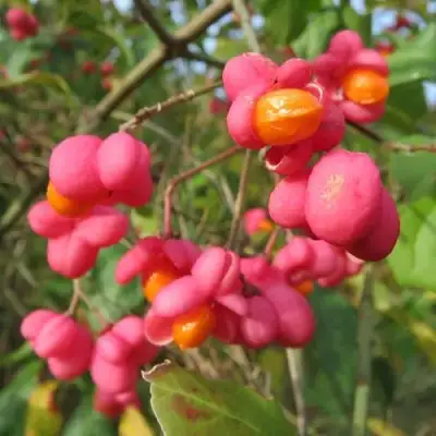 Бересклет ЕВРОПЕЙСКИЙ в Кобрине