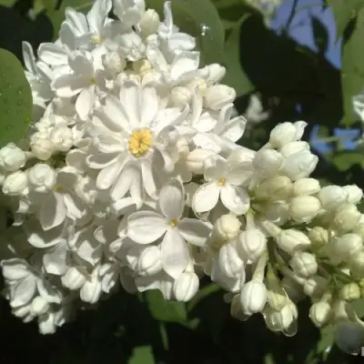 Сирень РОЧЕСТЕР в Кобрине