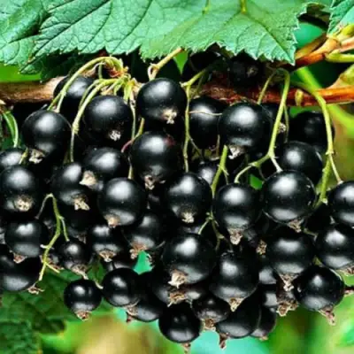 Смородина черная АТЛАНТ в Кобрине