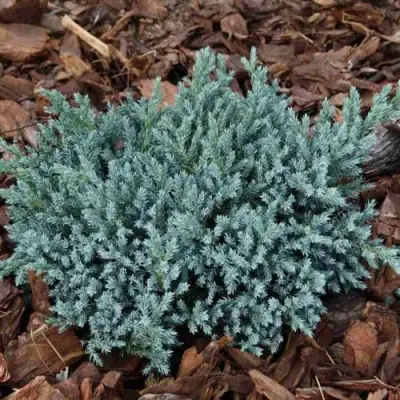 Можжевельник БЛЮ СПАЙДЕР чешуйчатый в Кобрине