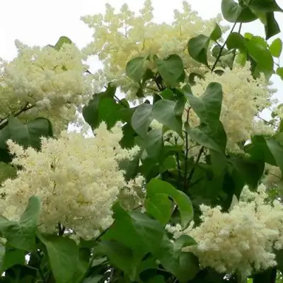 Сирень АМУРСКАЯ в Кобрине