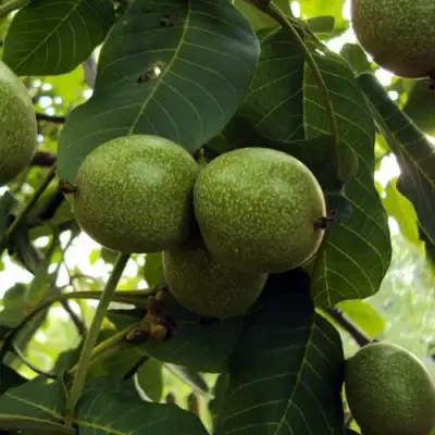 Грецкий орех ПИНСКИЙ в Кобрине