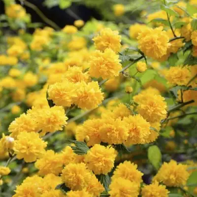 Керрия японская АУРЕОВАРИЕГАТТА в Кобрине