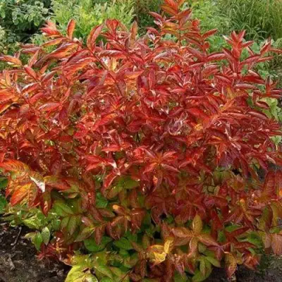 Вейгела ОГНЕННЫЕ КРЫЛЬЯ в Кобрине