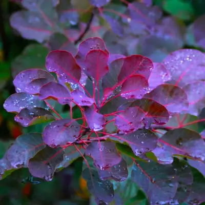 Скумпия ГРЕЙС в Кобрине