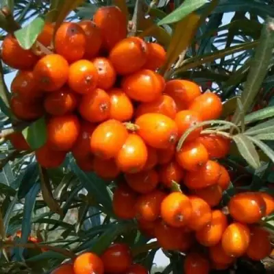 Облепиха ПЛАМЕННАЯ в Кобрине