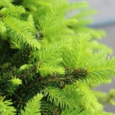 Ель НИДИФОРМИС обыкновенная в Кобрине