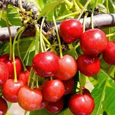 Черешня БЮТТНЕРА КРАСНАЯ в Кобрине