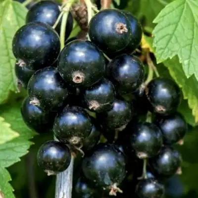 Смородина чёрная СЕЛЕЧЕНСКАЯ в Кобрине