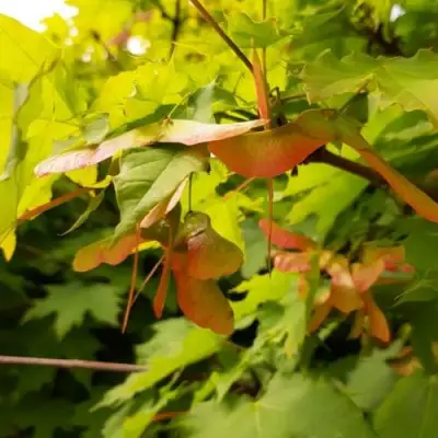 Клен ложноплатановый в Кобрине