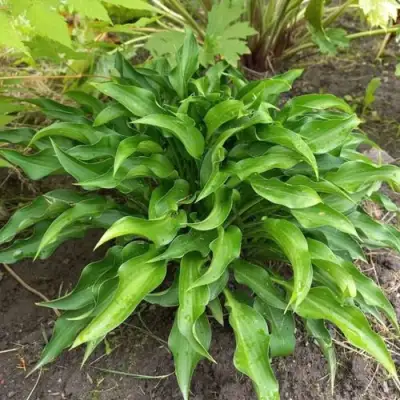 Хоста ГАРРИ ВАН ТРИЕР в Кобрине