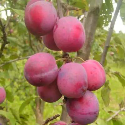 Слива ЭДИНБУРГСКАЯ в Кобрине