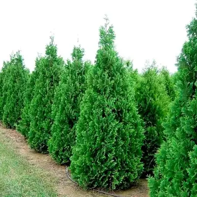 Туя СПИРАЛИС западная в Кобрине