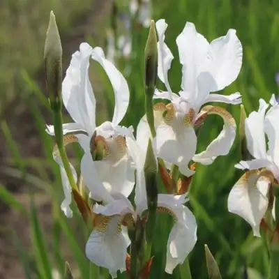 Ирис АЛЬБА сибирский в Кобрине
