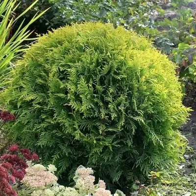 Туя ЕЛЛОУ ГЛОБ западная в Кобрине