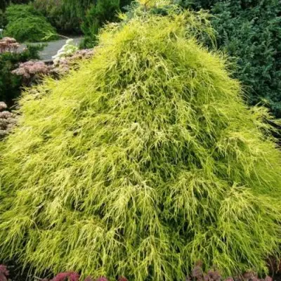 Кипарисовик ФИЛИФЕРА АУРЕА горохоплодный в Кобрине