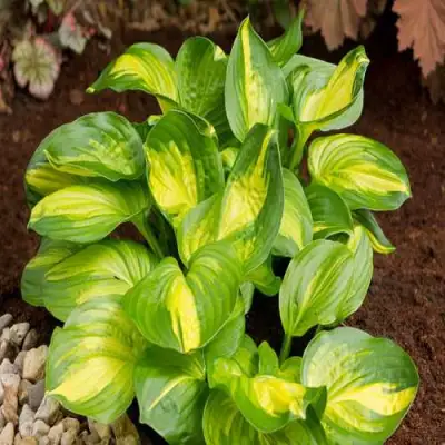 Хоста ЭМЕРАЛЬД ЧАРДЖЕР гибридная в Кобрине