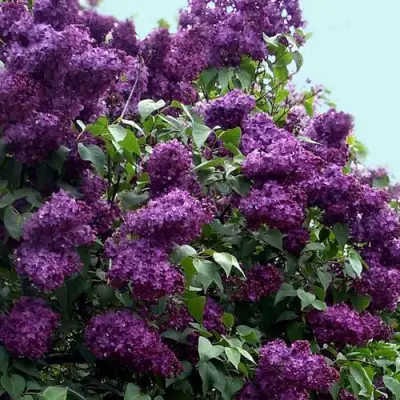 Сирень ИНДИЯ в Кобрине