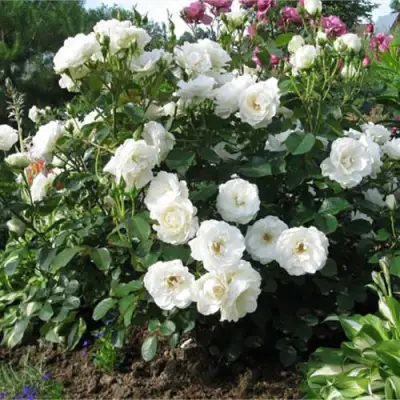 Роза АЛАБАСТЕР флорибунда в Кобрине