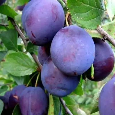 Слива ПЕРДРИГОН в Кобрине