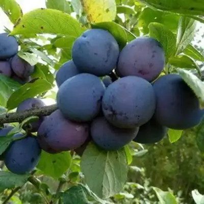 Слива КРОМАНЬ в Кобрине