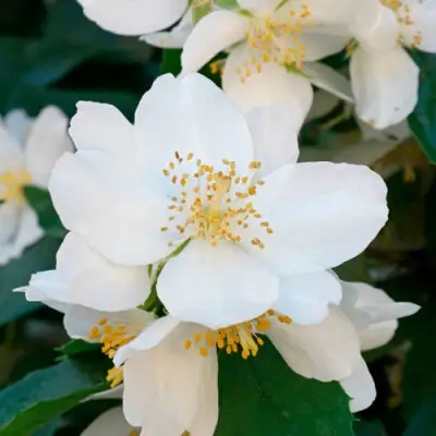 Жасмин ЮСТИНКА в Кобрине