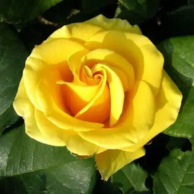 саженцы розы Папилон