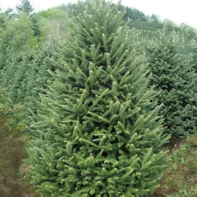 Пихта ФРАЗЕРА в Кобрине