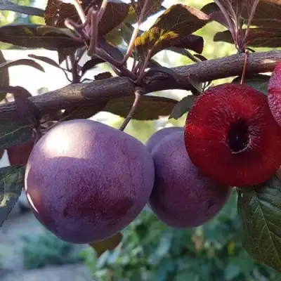 Слива ПАННА в Кобрине