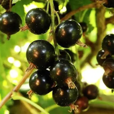 Смородина чёрная НАРА в Кобрине