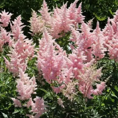 Астильба ГЛИТТЕР ЭНД ГЛАМУР китайская в Кобрине