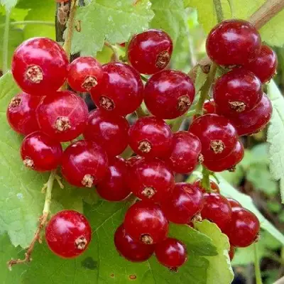 Смородина красная РОНДОМ в Кобрине