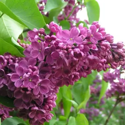 Сирень ДЕНЬ ПОБЕДЫ в Кобрине