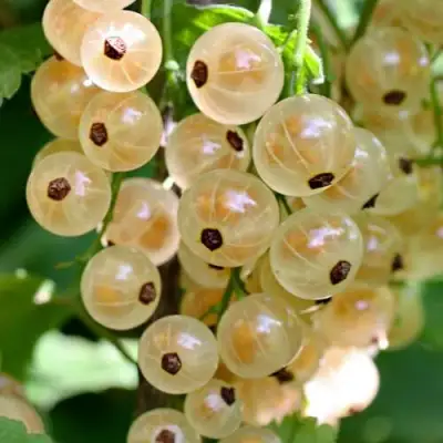 Смородина белая ВИКСНЕ БЕЛАЯ в Кобрине